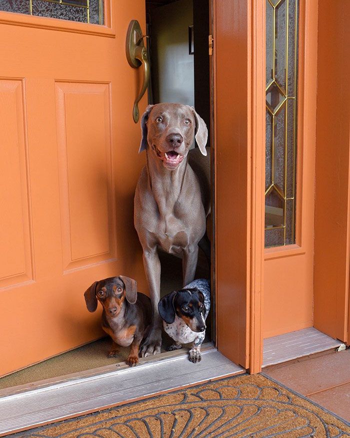 Ces 2 chiens et ce petit chiot endormis tous les 3 sont tellement adorables que vous allez craquer ! | So Busy Girls