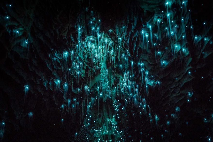Des centaines de vers luisants transforment cette grotte néo-zélandaise en magnifique nuit étoilée | So Busy Girls