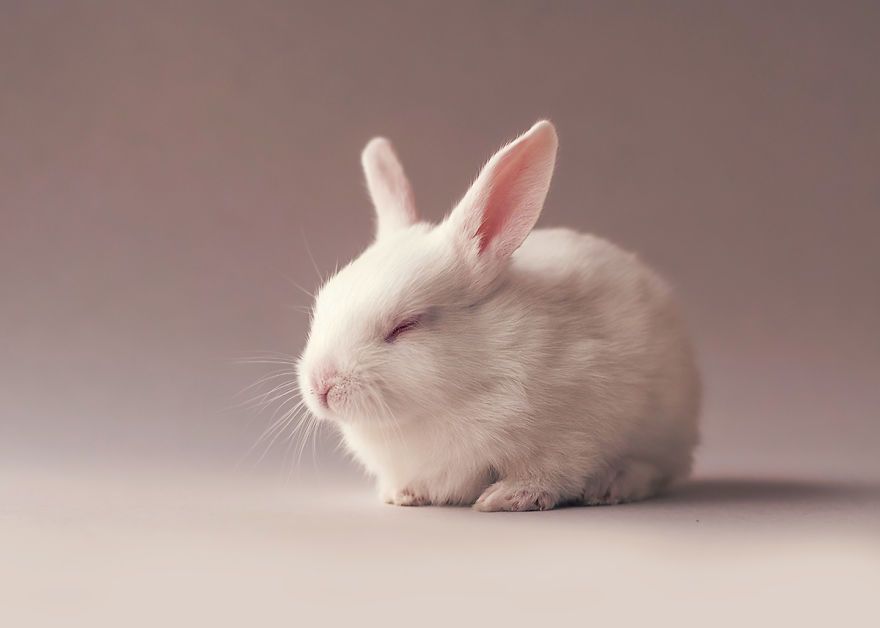 Ce bébé lapin est tellement mignon que vous allez vouloir le même ! | So Busy Girls