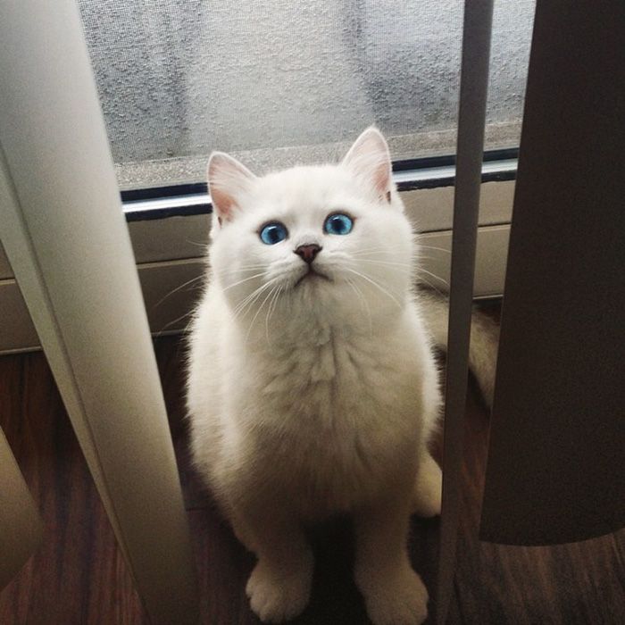 Ce chat a vraiment des yeux sublimes | So Busy Girls