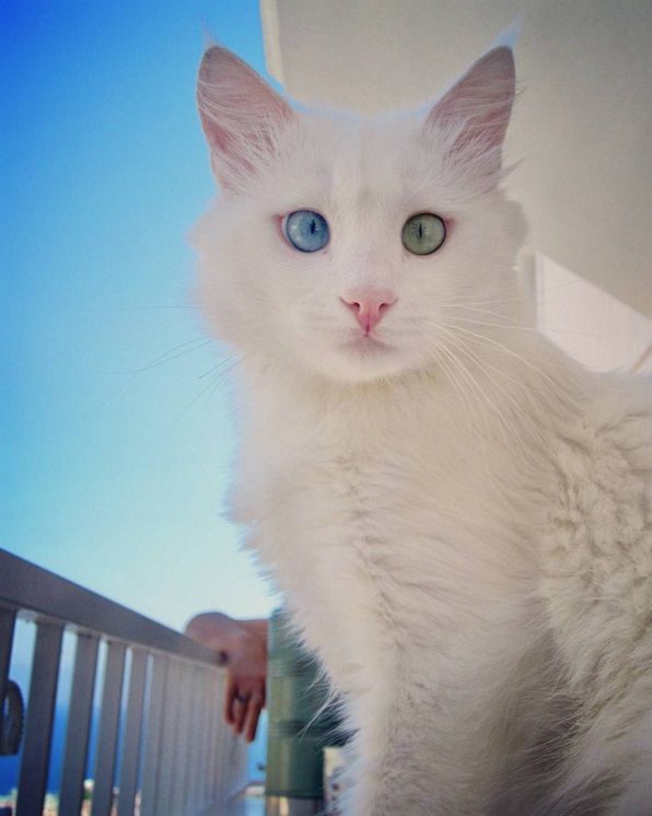 Ce chat blanc aux yeux vairons a vraiment un regard hypnotique et magnifique ! | So Busy Girls