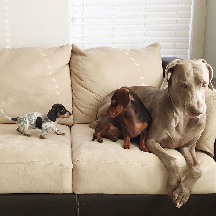 Ces 2 chiens et ce petit chiot endormis tous les 3 sont tellement adorables que vous allez craquer ! | So Busy Girls
