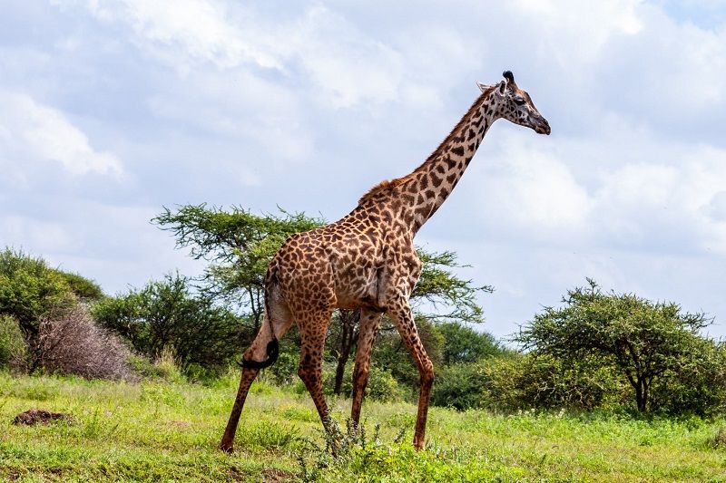 Les points importants à noter concernant le visa kenyan | So Busy Girls