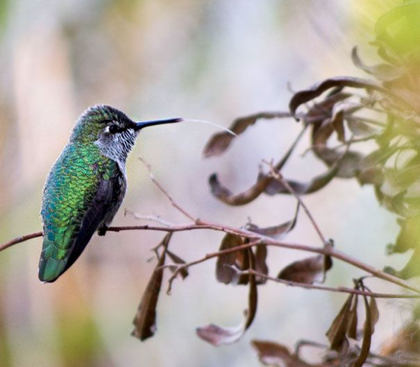 Une amoureuse de la nature capture la beauté des colibris dans son jardin | So Busy Girls