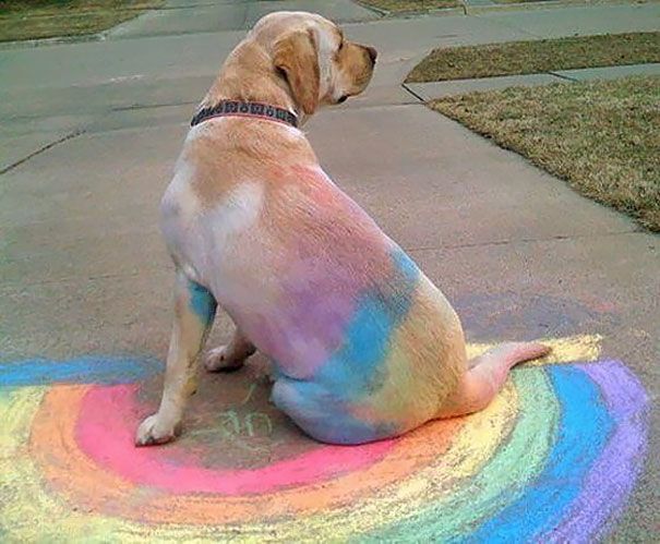 Le chien est devenu arc-en-ciel après avoir choisi de faire sa sieste au mauvais endroit ! | So Busy Girls
