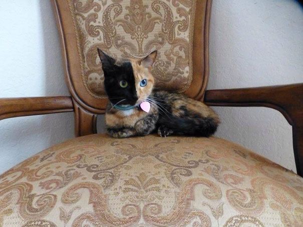 Découvrez Venus, le chat aux 2 visages | So Busy Girls