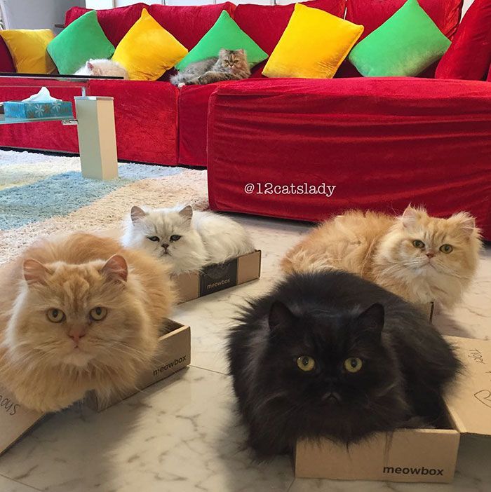 Cette femme aux 12 chats a conquis Instagram avec ses magnifiques chats persans | So Busy Girls