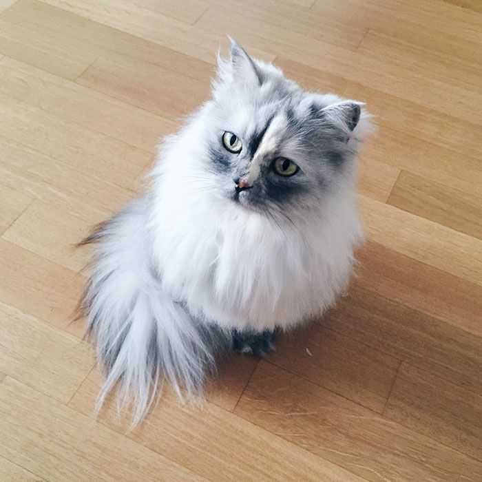 La fourrure de ce chat persan est tout simplement magnifique ! | So Busy Girls