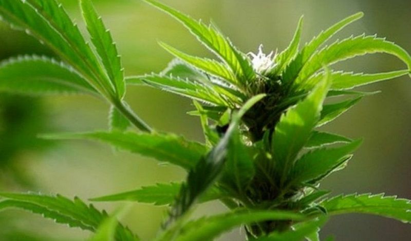 Les gamers sont-ils vraiment les plus gros consommateurs de cannabis ? | So Busy Girls