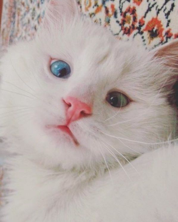 Ce chat blanc aux yeux vairons a vraiment un regard hypnotique et magnifique ! | So Busy Girls