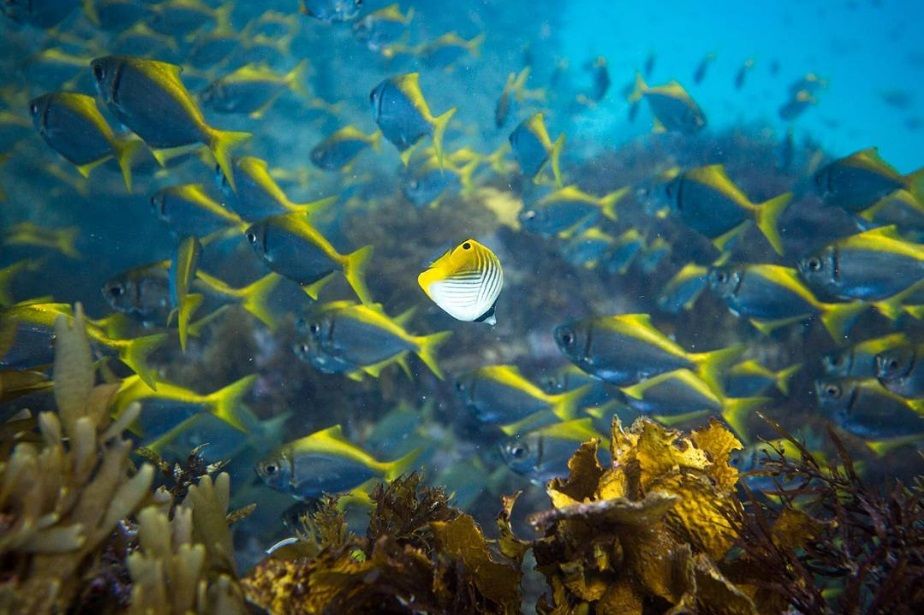 La photo incroyablement rare du poisson coincé à l'intérieur d'une méduse | So Busy Girls