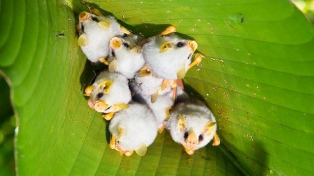 Les Chauves-souris blanches | So Busy Girls