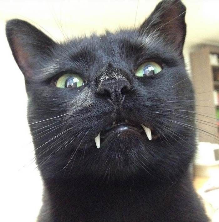 Découvrez Monkey, le chat noir aux vraies dents de vampire ! | So Busy Girls
