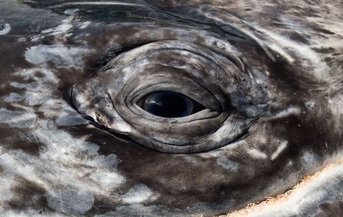 Ce photographe a passé 25 ans à montrer la beauté majestueuse des dauphins et des baleines | So Busy Girls