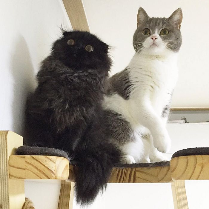Impossible de ne pas craquer pour Gimo, le chat aux yeux immenses et trop mignons | So Busy Girls