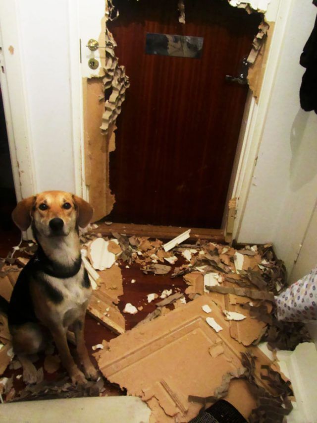 16 moments où des gens ont laissé leur animal seul, mais l'ont très vite regretté | So Busy Girls