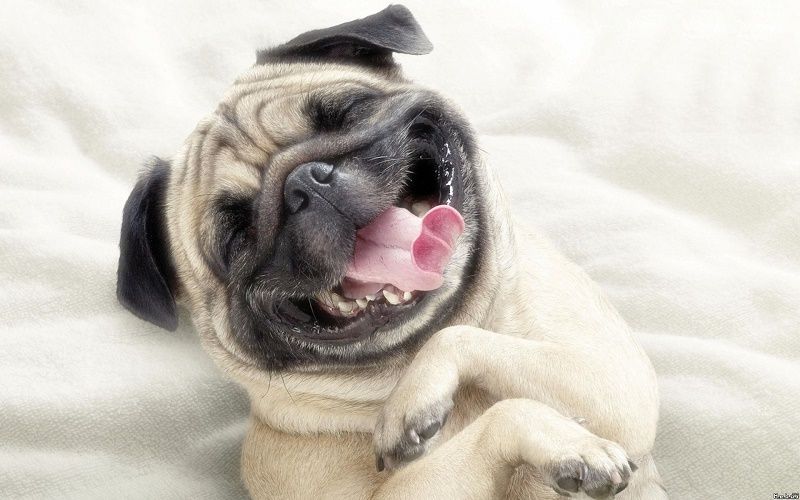 10 phrases que les chiens diraient s'ils pouvaient parler | So Busy Girls