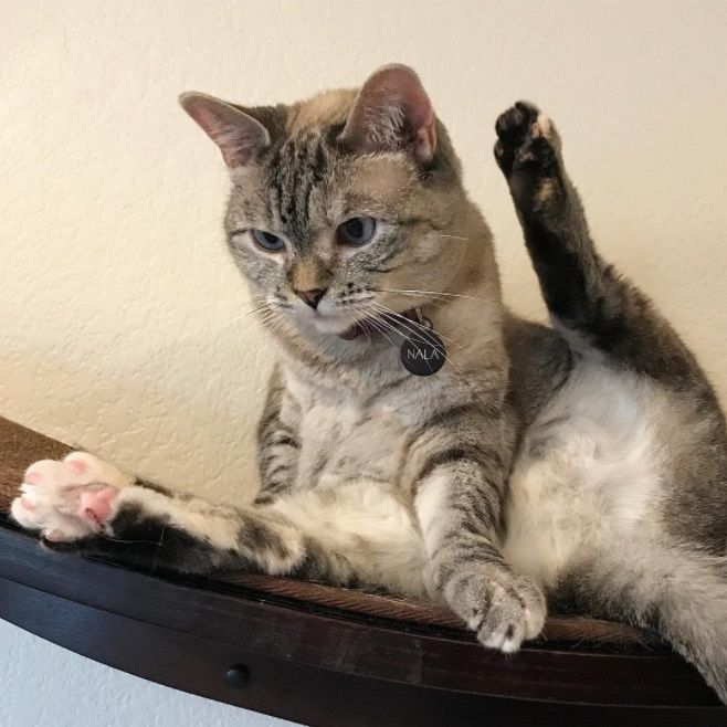 Nala, le chat le plus célèbre d'Instagram, nous fera toujours sourire | So Busy Girls