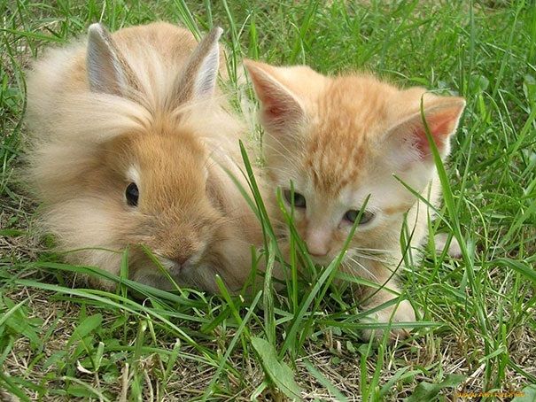 18 animaux qui se ressemblent comme 2 gouttes d'eau ! | So Busy Girls