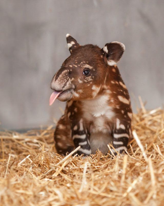 Bébé tapir | So Busy Girls