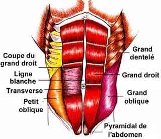 abdominaux_superficiels