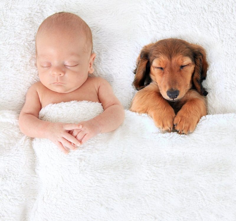14 photos craquantes qui montrent que les chiens sont plus confortables que des oreillers | So Busy Girls