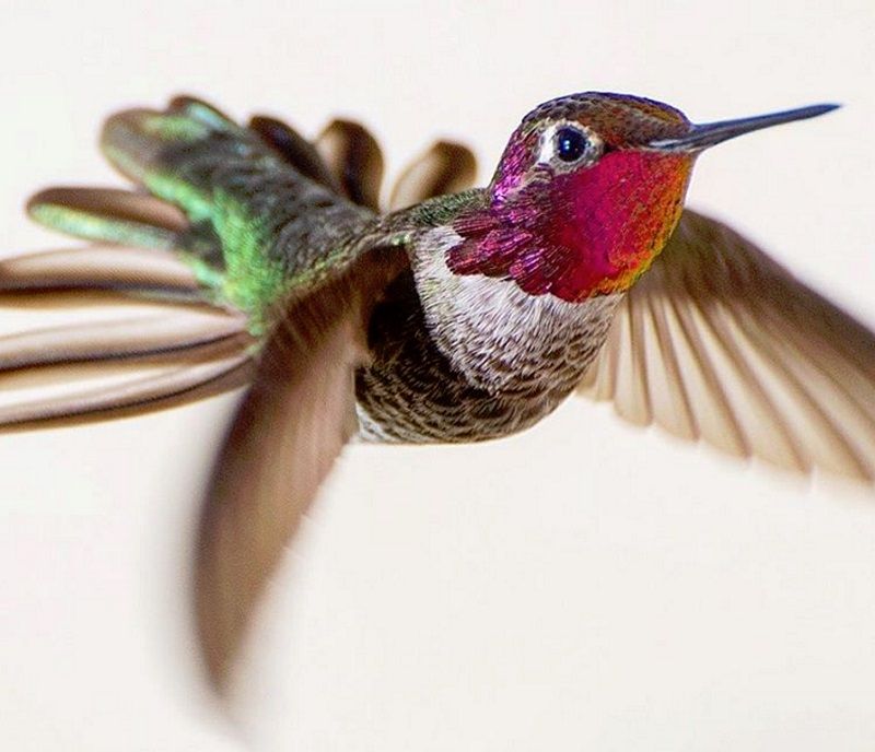 Une amoureuse de la nature capture la beauté des colibris dans son jardin | So Busy Girls