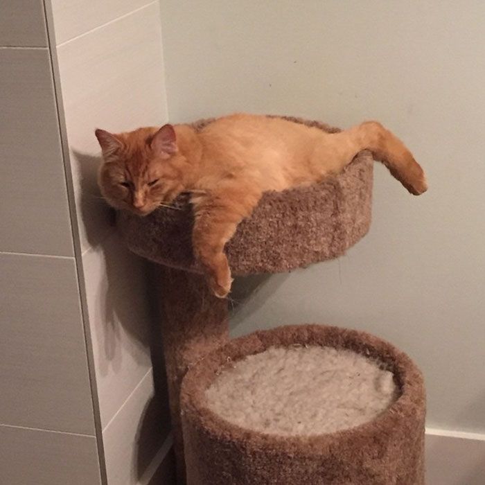 Ces chats sont inséparables : ils continuent à vouloir dormir ensemble même s'ils sont devenus bien trop grand pour leur lit | So Busy Girls