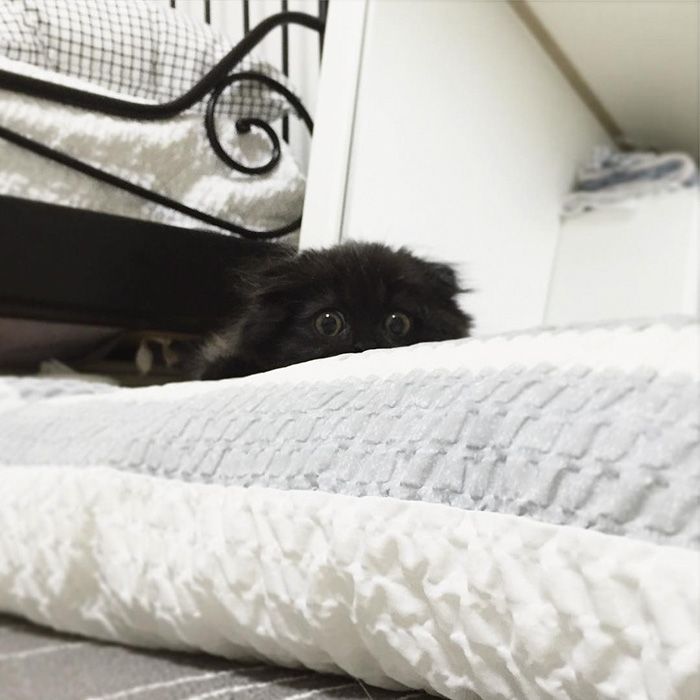Impossible de ne pas craquer pour Gimo, le chat aux yeux immenses et trop mignons | So Busy Girls