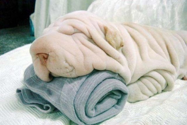18 animaux persuadés qu’ils sont parfaitement bien cachés | So Busy Girls