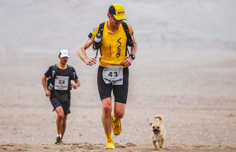 Un petit chien errant rejoint ce marathonien, court 100km avec lui et finit la course avec son nouveau maître ! | So Busy Girls