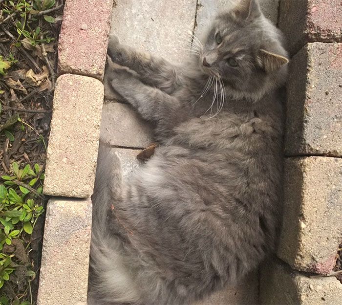 Mon chat est devenu copain avec un écureuil et depuis, ils n'arrêtent pas de se faire des câlins ! | So Busy Girls