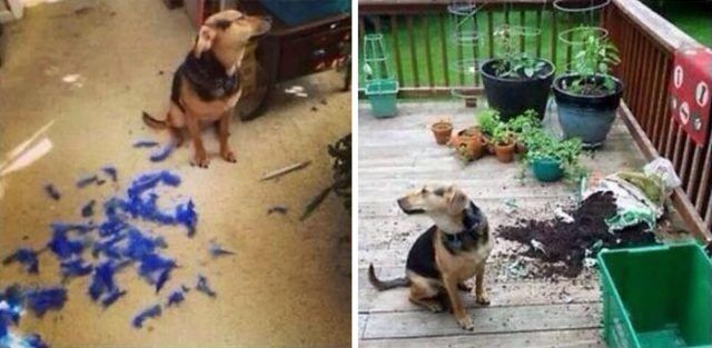 16 moments où des gens ont laissé leur animal seul, mais l'ont très vite regretté | So Busy Girls