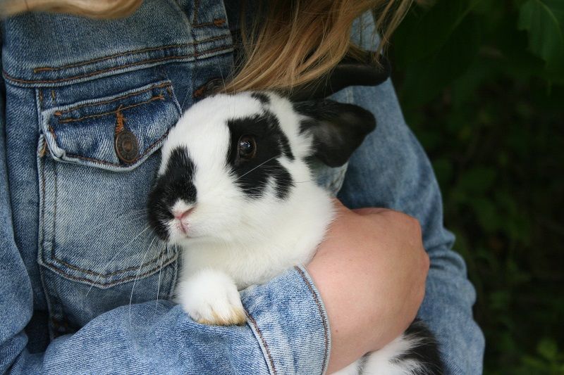 En astrologie chinoise, 2023 est l'année du Lapin d'Eau : voilà ce que ça signifie | So Busy Girls