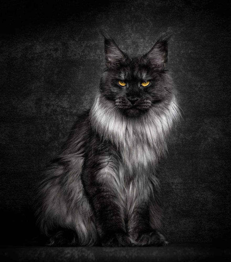 12 photos qui révèlent la beauté majestueuse des Maine Coons | So Busy Girls
