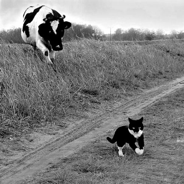 18 animaux qui se ressemblent comme 2 gouttes d'eau ! | So Busy Girls