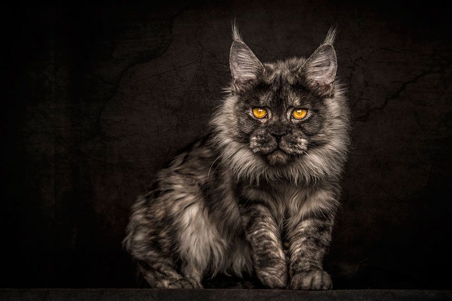 12 photos qui révèlent la beauté majestueuse des Maine Coons | So Busy Girls