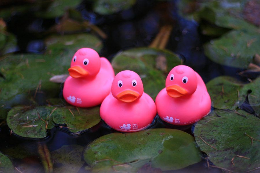 Think Pink Race : une course de canards roses pour peut-être gagner un bijou en or serti de diamants | So Busy Girls
