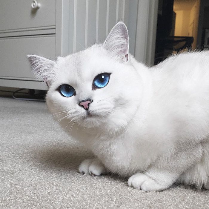 Ce chat a vraiment des yeux sublimes | So Busy Girls