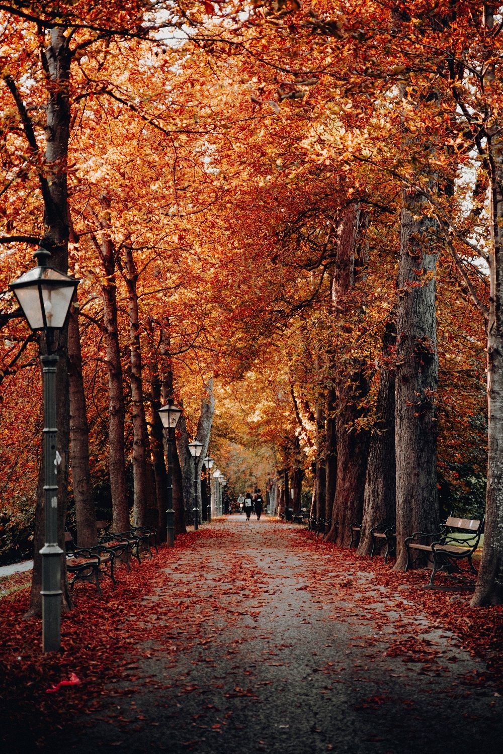 allee-parc-automne-feuilles-qui-tombent