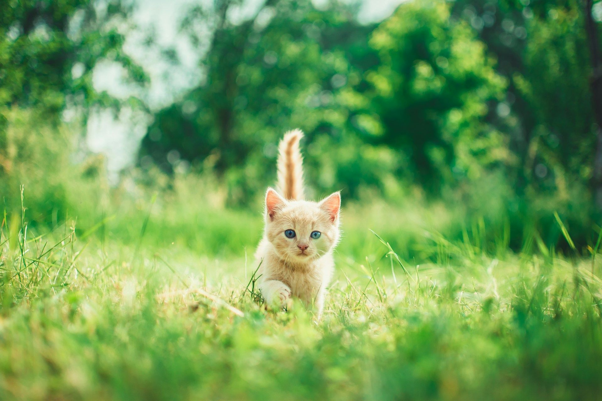 Comment mieux communiquer avec son animal ?