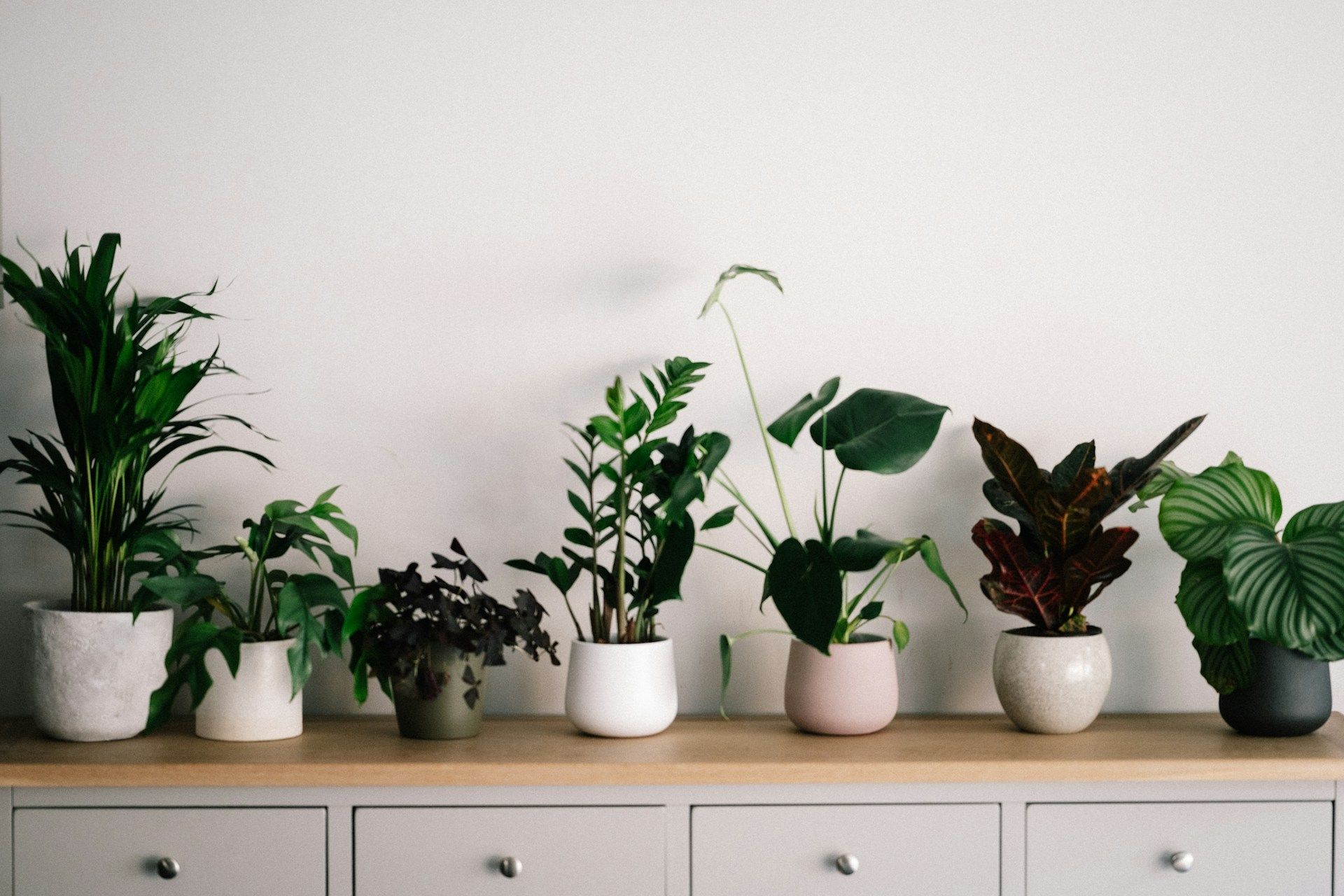 Les plantes d'intérieur à mettre dans son salon.