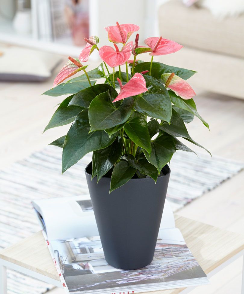 anthurium-plante-salon