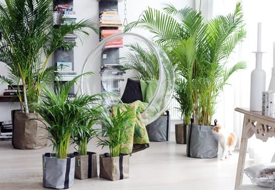 areca-plante-interieur-salon