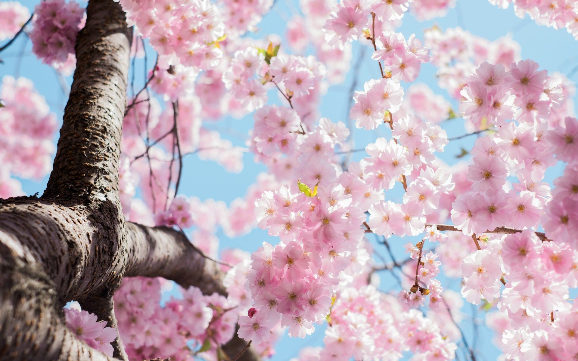Beaucoup en parlent sans vraiment savoir : voici ce que signifie vraiment l&rsquo;&eacute;quinoxe de printemps
