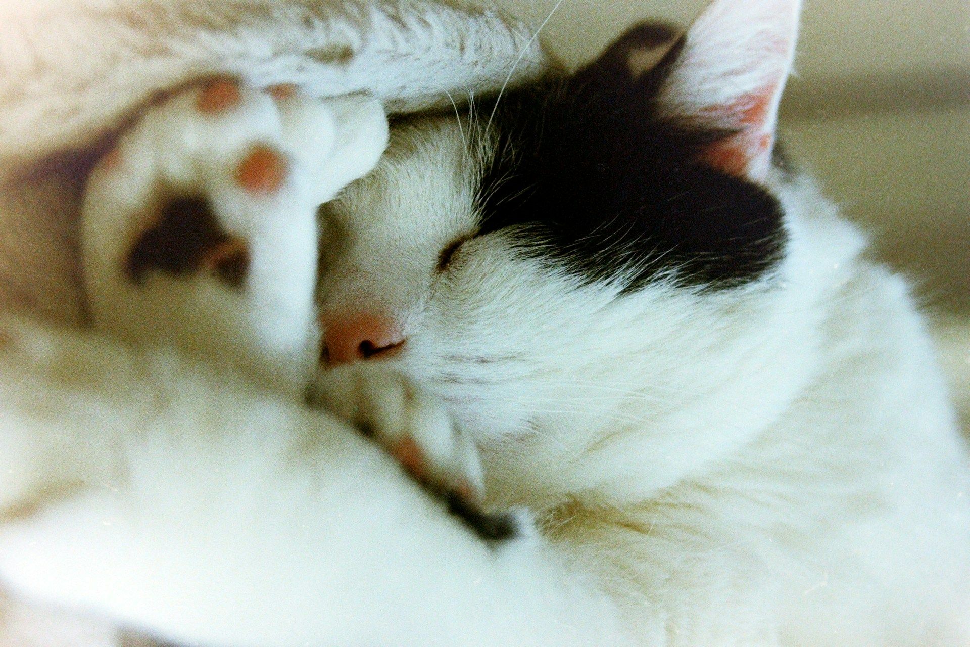 Comment préparer son chat avant de partir en vacances ?