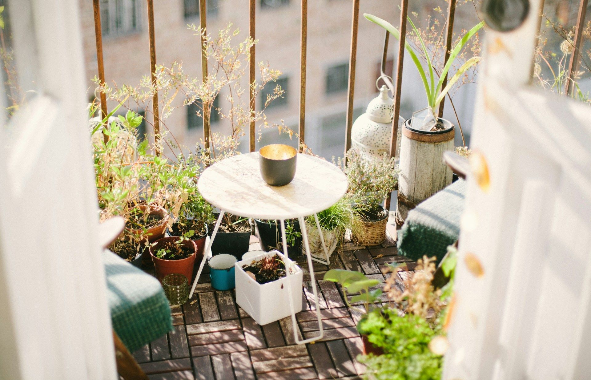 La plante anti-moustiques à mettre sur son balcon