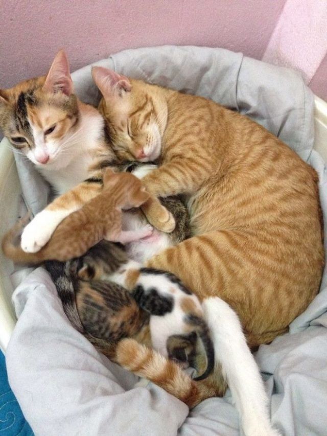 Papa chat soutient cette maman chatte qui accouche et l'inonde de câlins | So Busy Girls