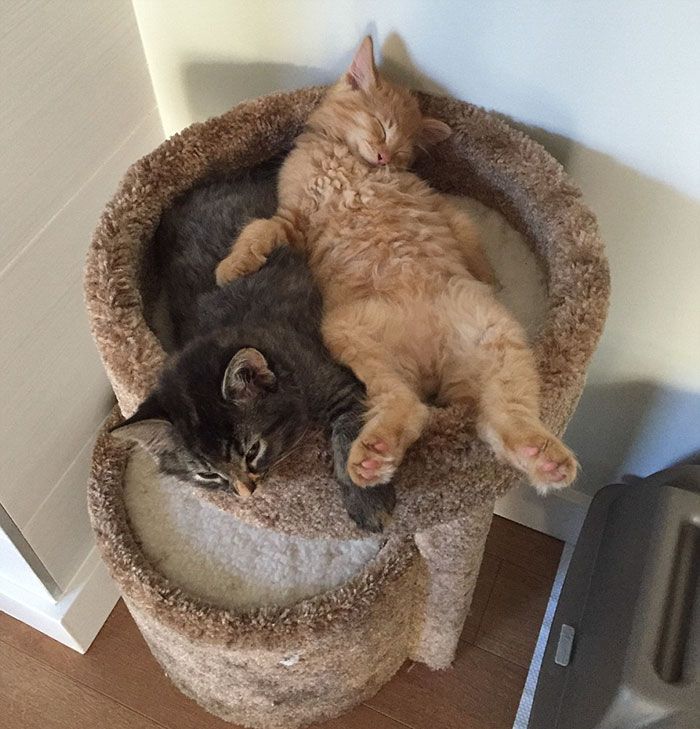 Ces chats sont inséparables : ils continuent à vouloir dormir ensemble même s'ils sont devenus bien trop grand pour leur lit | So Busy Girls