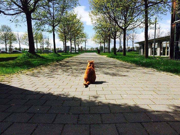 Ce chat vient tous les jours à l'Université pour encourager les étudiants en leur faisant des câlins | So Busy Girls